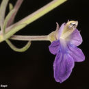 Image of Teucrium parviflorum Schreb.