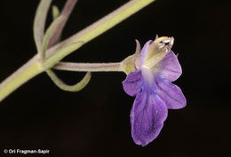 Image of Teucrium parviflorum Schreb.