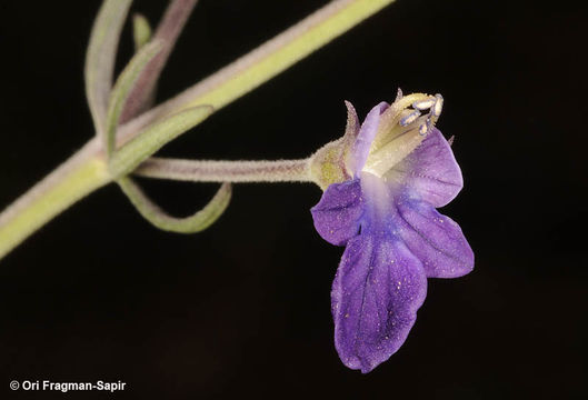 Teucrium parviflorum Schreb. resmi