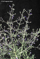 Image of Teucrium parviflorum Schreb.