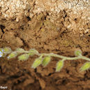 Image of Early Forget-me-not