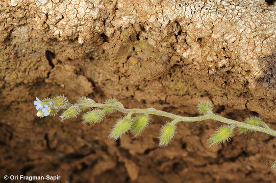 Plancia ëd Myosotis ramosissima Rochel