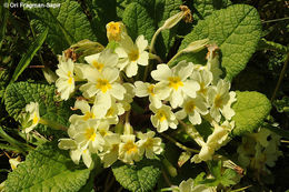 Image of primrose