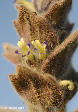 Ajuga orientalis L.的圖片