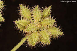 Imagem de Turgenia latifolia (L.) Hoffm.