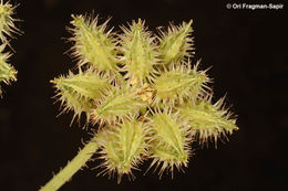 Image of broadleaf false carrot