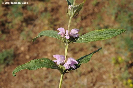 Image of <i>Phlomis pungens</i>