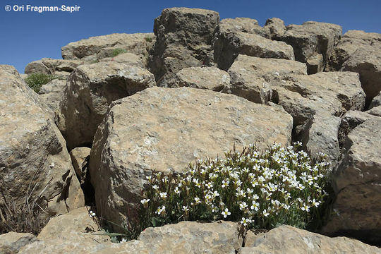 Image of Gray rockcress