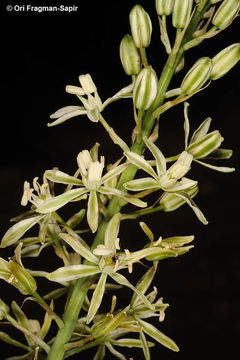 Image of Ornithogalum fuscescens Boiss. & Gaill.