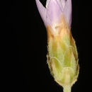 Image of Xeranthemum cylindraceum Sibth. & Sm.