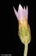 Image of Xeranthemum cylindraceum Sibth. & Sm.