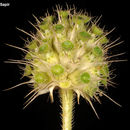 Imagem de Cephalaria syriaca (L.) Schrad.