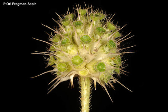 Imagem de Cephalaria syriaca (L.) Schrad.