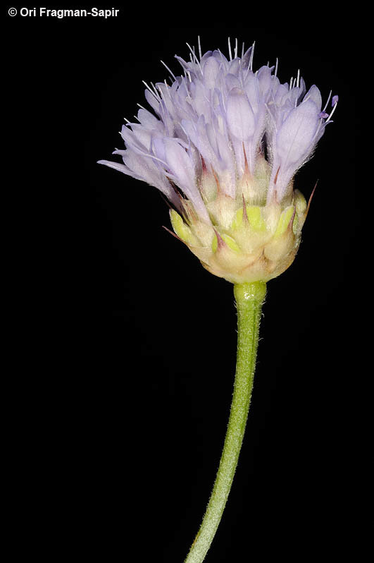 Image of Syrian cephalaria