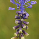 Image of Leopoldia tenuiflora (Tausch) Heldr.