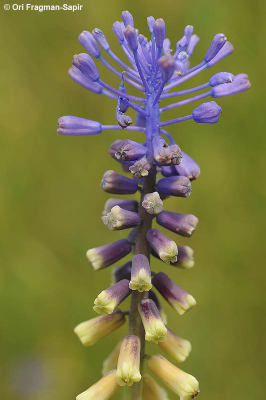 Image of Leopoldia tenuiflora (Tausch) Heldr.