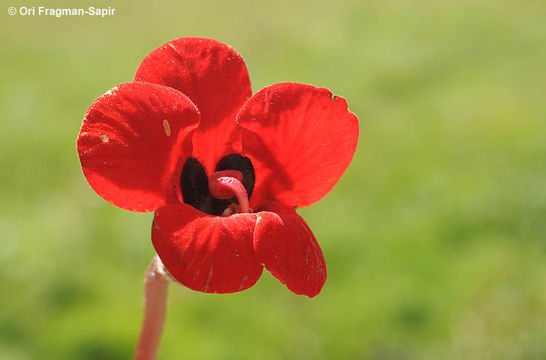 Imagem de <i>Phelypaea coccinea</i>