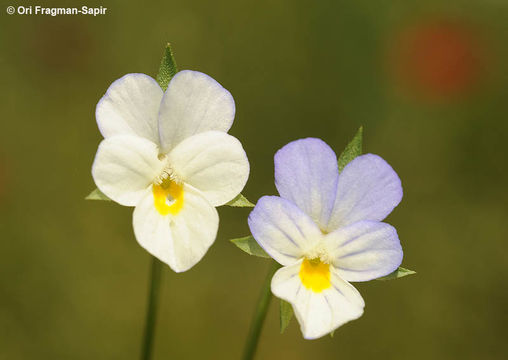 Слика од Viola arvensis Murray