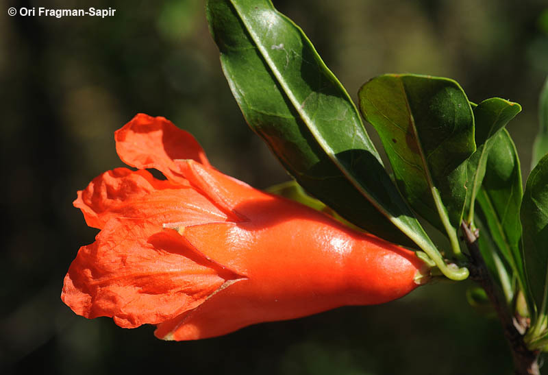 Image of Pomegranate