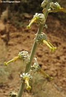 Image of Michauxia laevigata Vent.