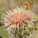 Image of Centaurea carduiformis DC.