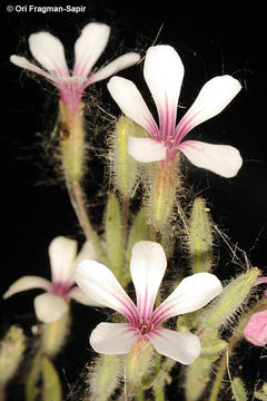 Image of <i>Allochrusa versicolor</i>