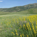 Image of Hyssop-leaved St. John's Worts