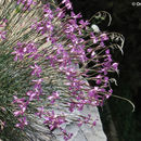 Imagem de Dianthus orientalis Adams