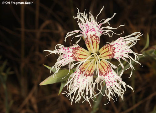 Image of Dianthus libanotis Labill.