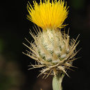 Image of Stizolophus balsamita (Lam.) Cass.