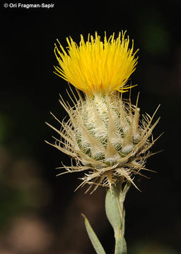 Sivun Stizolophus balsamita (Lam.) Cass. kuva