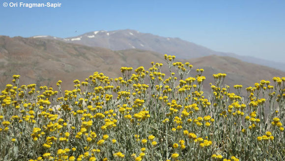 Plancia ëd Tanacetum densum (Labill.) Sch. Bip.