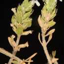 Image of Thymus bovei Benth.