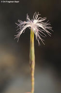 Image of Dianthus sinaicus Boiss.