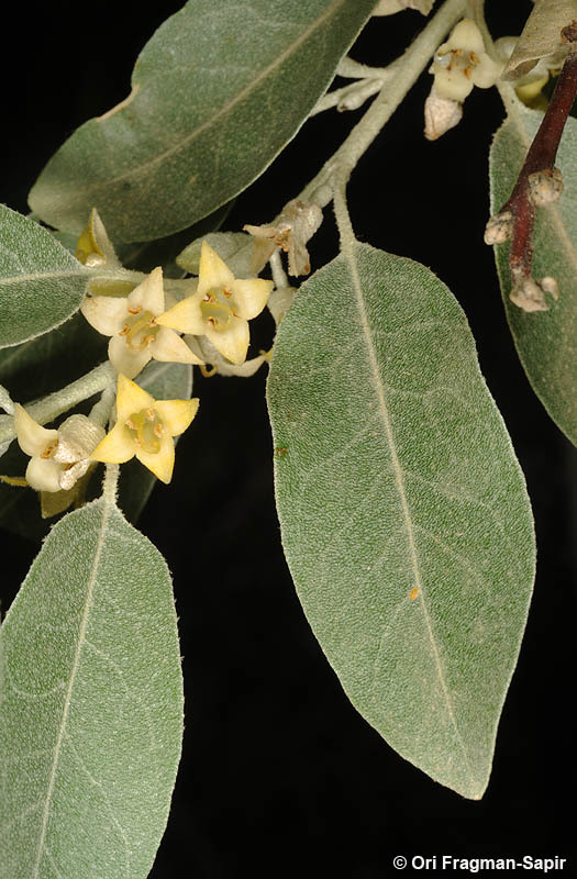 Image of Russian olive