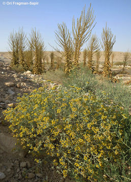 Sivun Achillea fragrantissima (Forsk.) Sch. Bip. kuva