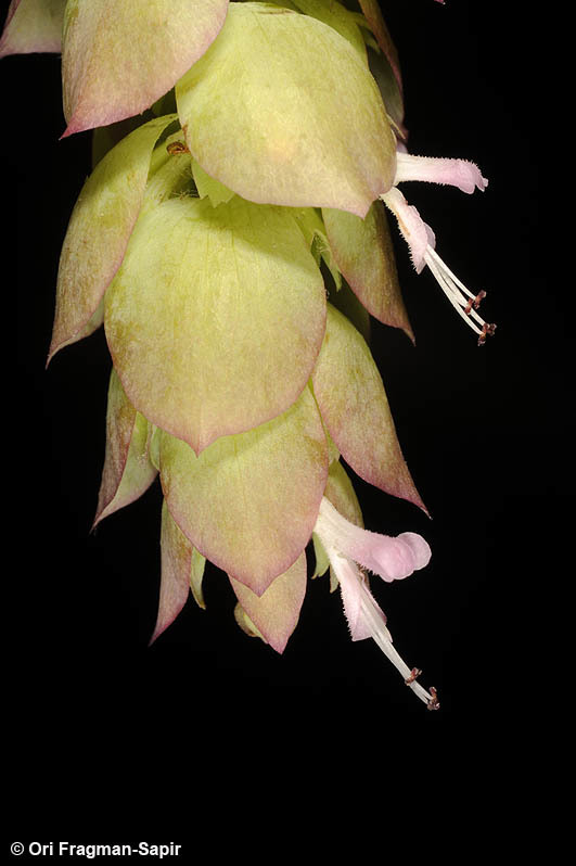 Image of Origanum cordifolium (Montbret & Aucher ex Benth.) Vogel