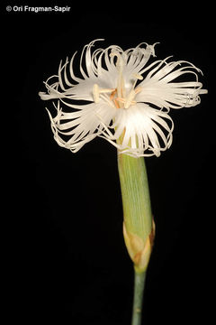 Image of hairy carnation