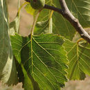 Image de Ficus palmata Forssk.