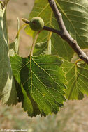 Image de Ficus palmata Forssk.