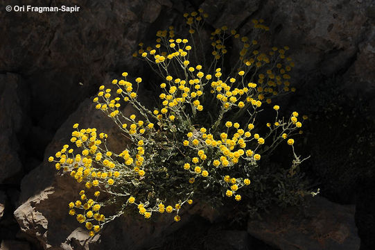 Plancia ëd Tanacetum densum (Labill.) Sch. Bip.