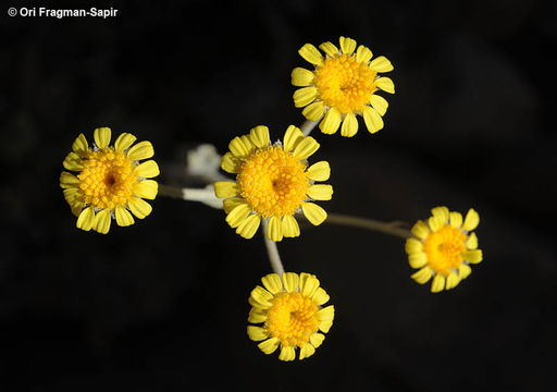 Plancia ëd Tanacetum densum (Labill.) Sch. Bip.