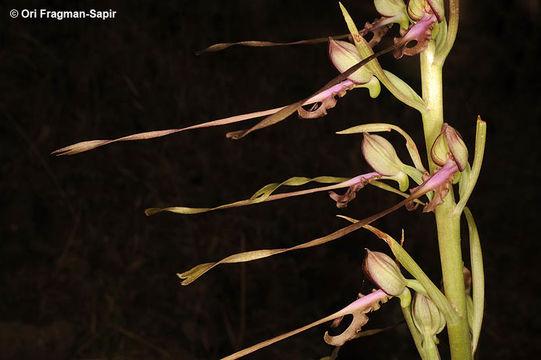 Image of <i>Himantoglossum affine</i>