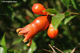 Image of Pomegranate