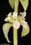 صورة Stachys longispicata Boiss. & Kotschy