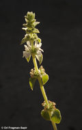 صورة Stachys longispicata Boiss. & Kotschy