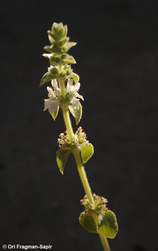 صورة Stachys longispicata Boiss. & Kotschy