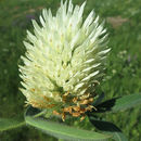 Sivun Trifolium trichocephalum M. Bieb. kuva