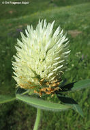 Sivun Trifolium trichocephalum M. Bieb. kuva