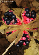 Image of wild peony